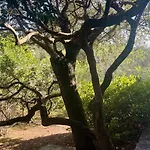 Tarco فيلة *